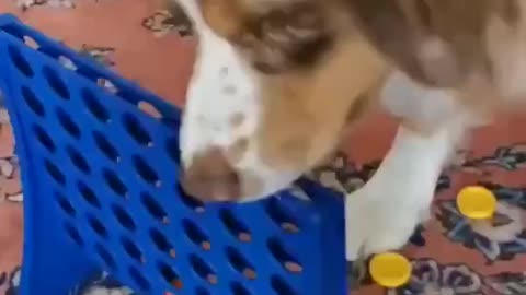 Dog playing Connect Four.. Watch until the end.. 😂