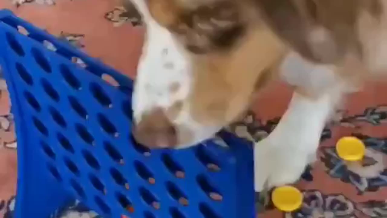 Dog playing Connect Four.. Watch until the end.. 😂