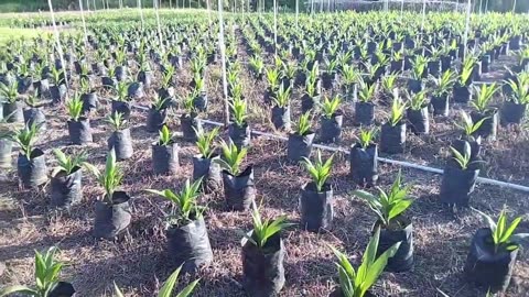 Healthy Palm Oil Seedlings | Nursery Guide - Part 3