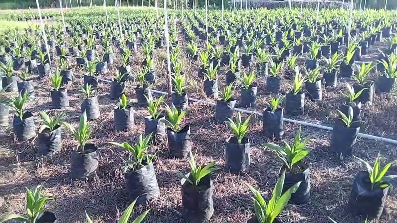 Healthy Palm Oil Seedlings | Nursery Guide - Part 3
