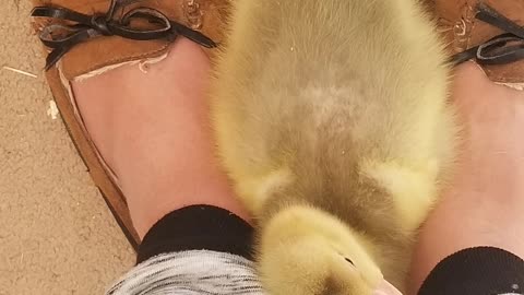 Cuddle time with baby Lemongrab! #SparklegleamFarm #Lemongrab #homestead #goose #farmanimals