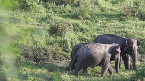 Elephants attack