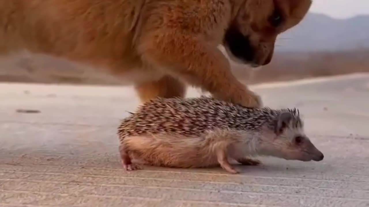 Cute animal video