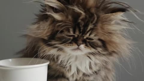 This tiny fluffy ball of fur hasn't figured out yet that coffee is ....
