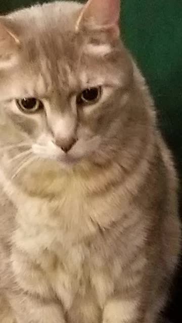 Not the intended use of that mattress, Cory. #SparklegleamFarm #Cory #homestead #cats #catlife #cute