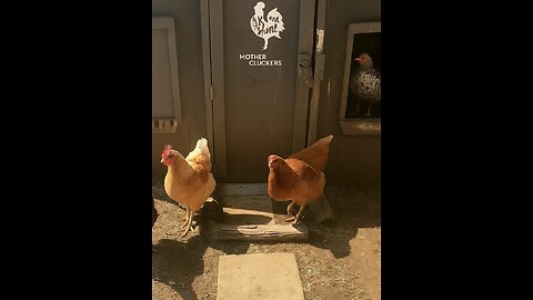 From Old to Egg-cellent: Coop Transformation!