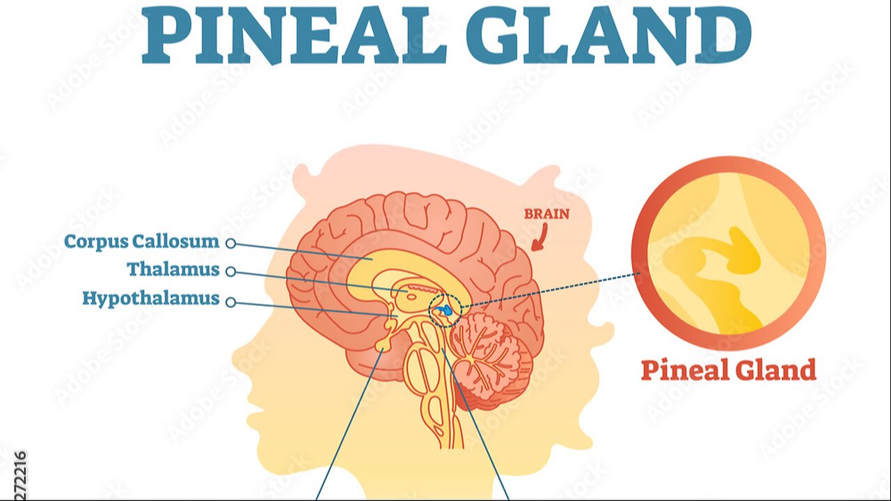 Melatonin & The SLEEP Cycle