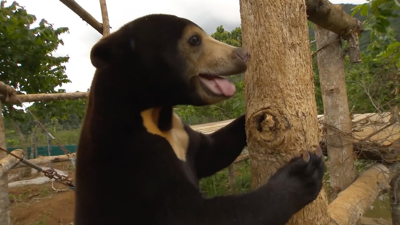 Filming Baby Sun Bears Is NOT Easy
