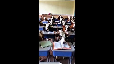 cow on school