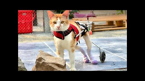 I made new shoes for Tony From the Kid Socks!! It’s easy for him to walk | he looks so happy