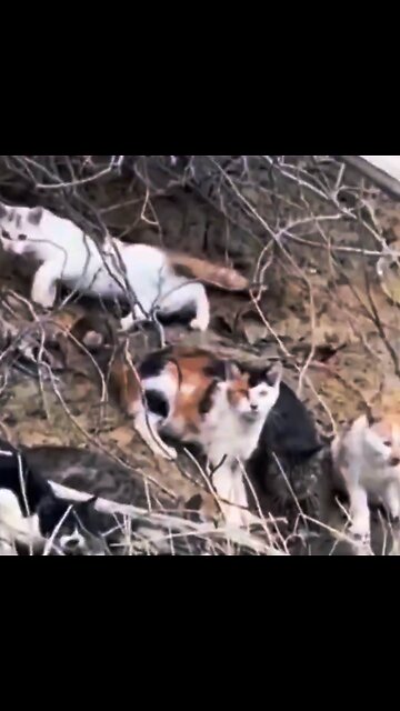 Liberan a más de 1.000 gatos durante un ritual budista en China y muchos mueren