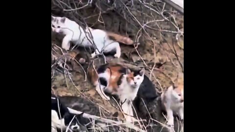 Liberan a más de 1.000 gatos durante un ritual budista en China y muchos mueren