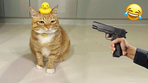 😹 Gun Training & Hilarious Cat Moments! || The Funniest Kitty Vines 😂
