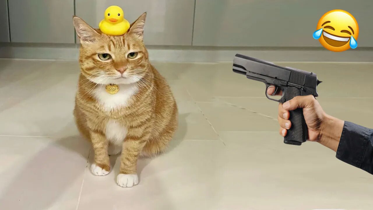 😹 Gun Training & Hilarious Cat Moments! || The Funniest Kitty Vines 😂