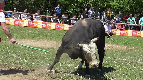 Soko od Aketa vs Zećo od Alića korida Bištrani 2024