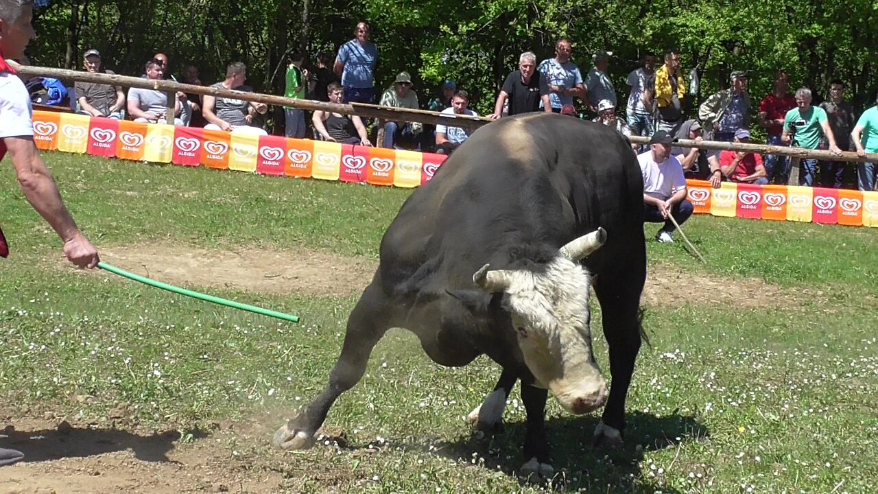 Soko od Aketa vs Zećo od Alića korida Bištrani 2024