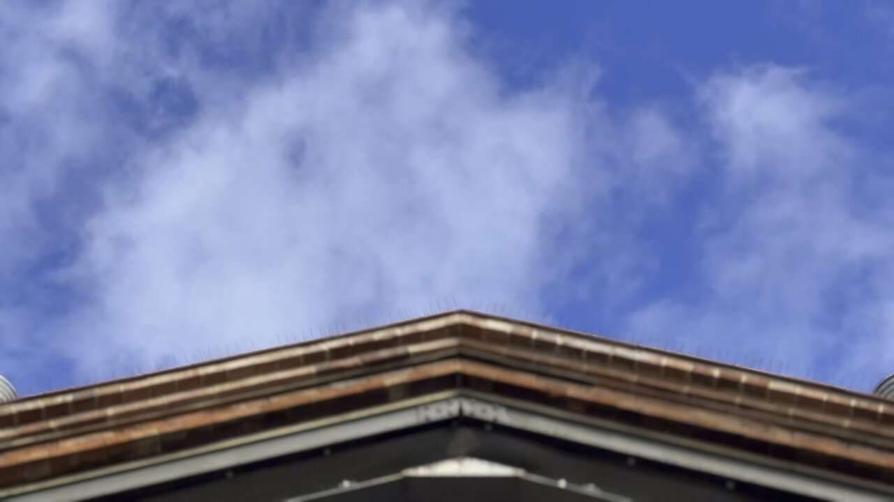 Golondrinas en Barcelona