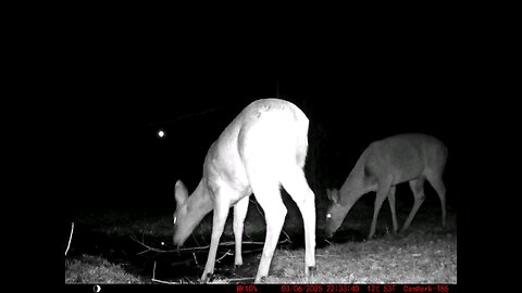 Deer Cam 03-06-2025