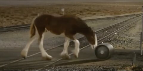 Budweiser releases 2025 Superbowl commercial, & it’s the all American content we all need
