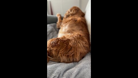 🙏🏻🐕❤️ napping 💤