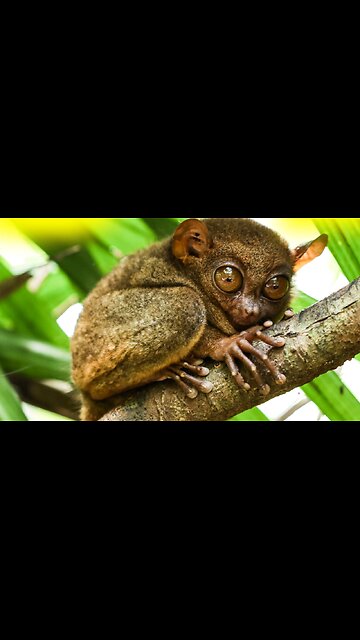 4 of the World's Weirdest Wildlife!