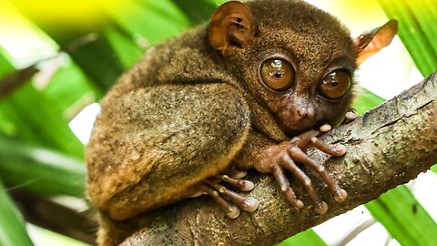 4 of the World's Weirdest Wildlife!