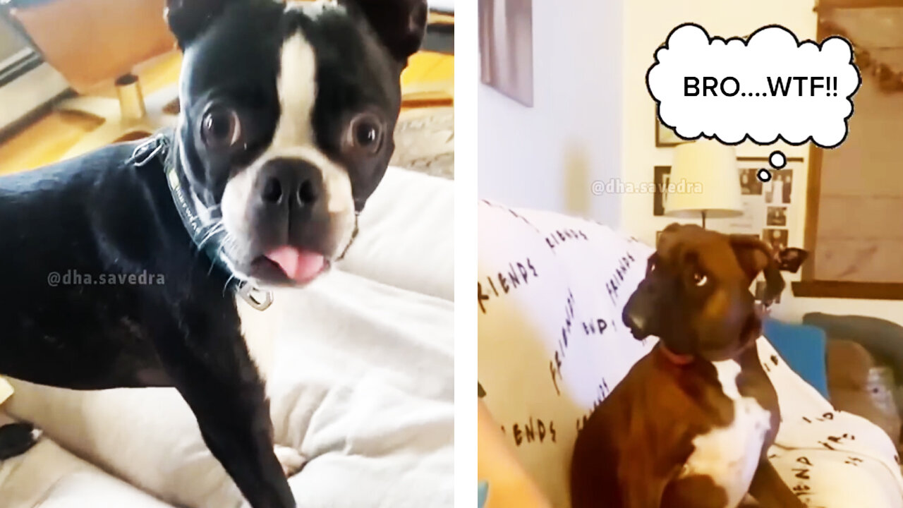 Act scared and see your dog reaction