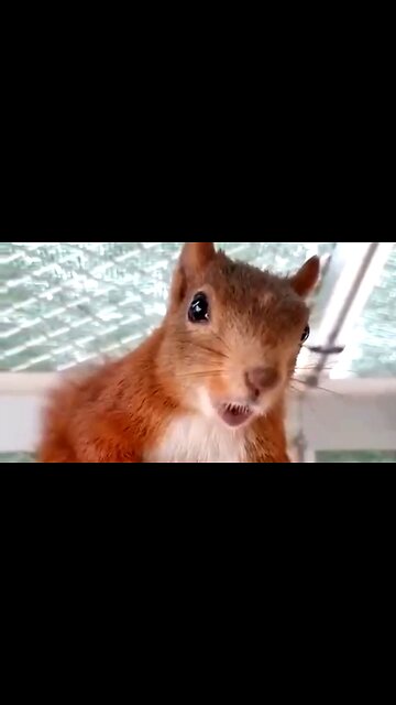 SIMPLE ACTS OF OBEDIENCE - DAILY DEVOTIONAL ❤️