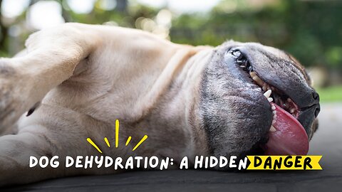 What Every Dog Owner MUST Know About Pet Dehydration