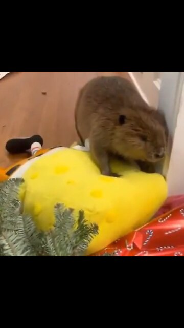 Castor huérfano sigue su instinto y construye una presa en casa