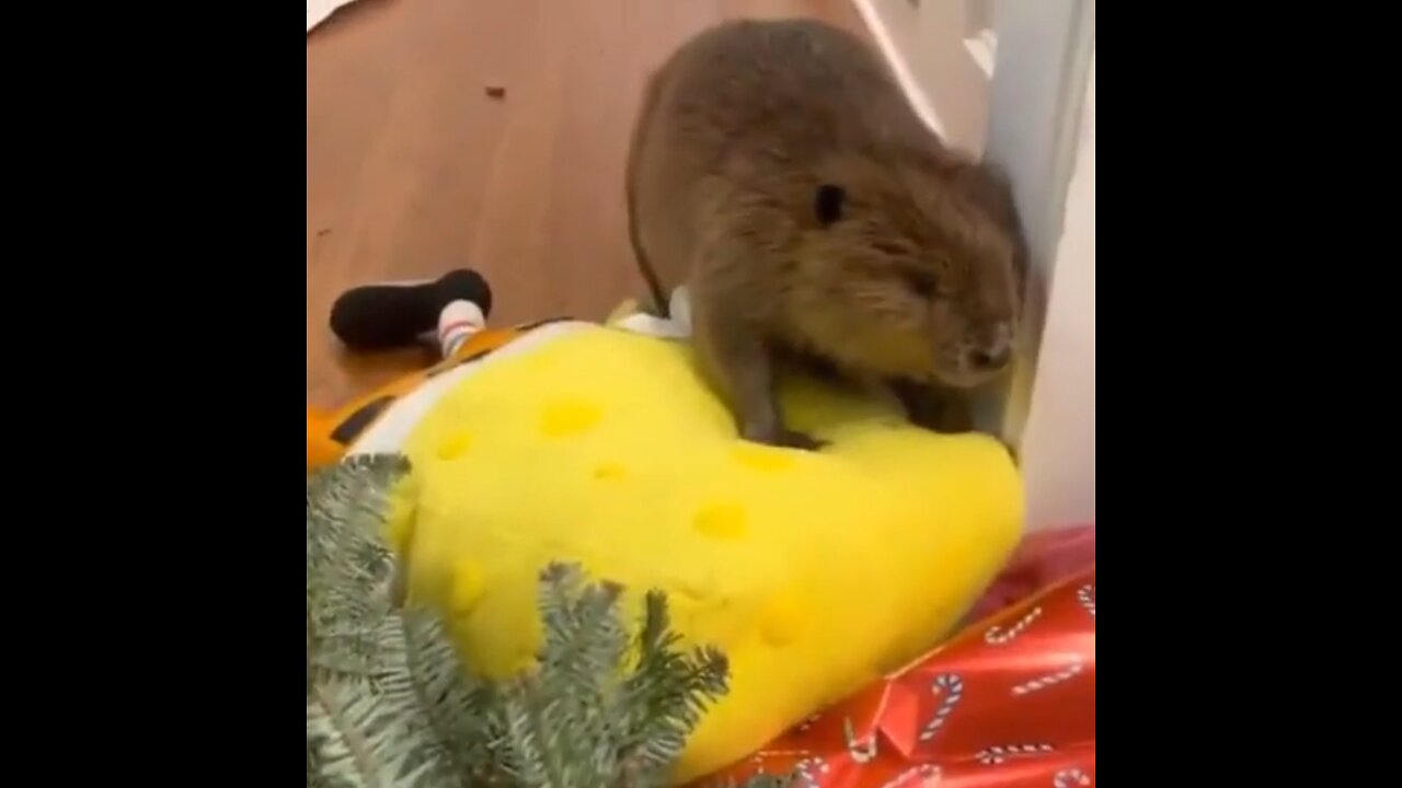 Castor huérfano sigue su instinto y construye una presa en casa