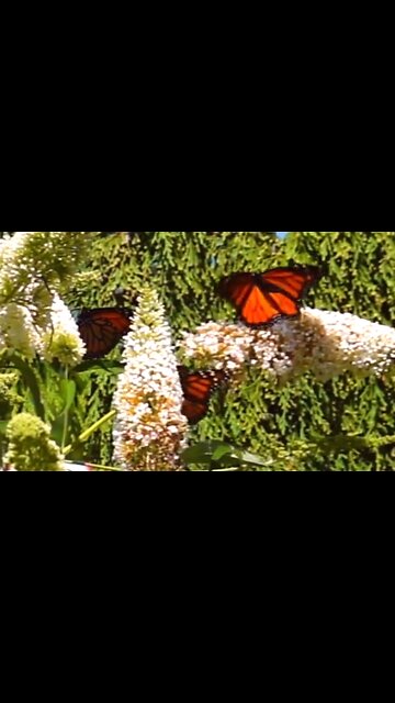 PRAISING IN TROUBLED TIMES - DAILY DEVOTIONAL ❤️