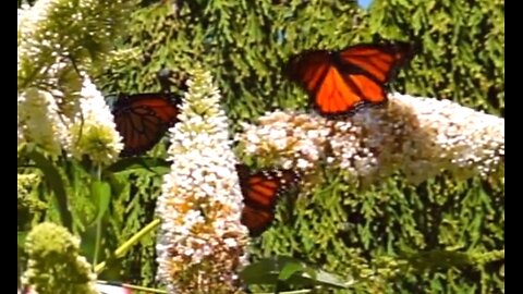 PRAISING IN TROUBLED TIMES - DAILY DEVOTIONAL ❤️