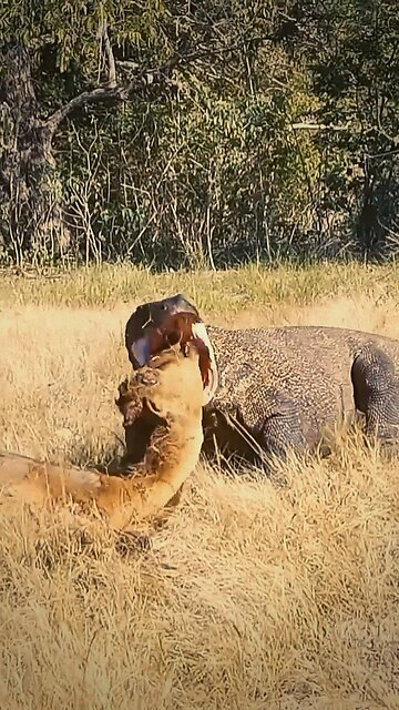 "Terrifying Jungle Encounter! 🦎 Giant Lizard Devours a Dead Deer"