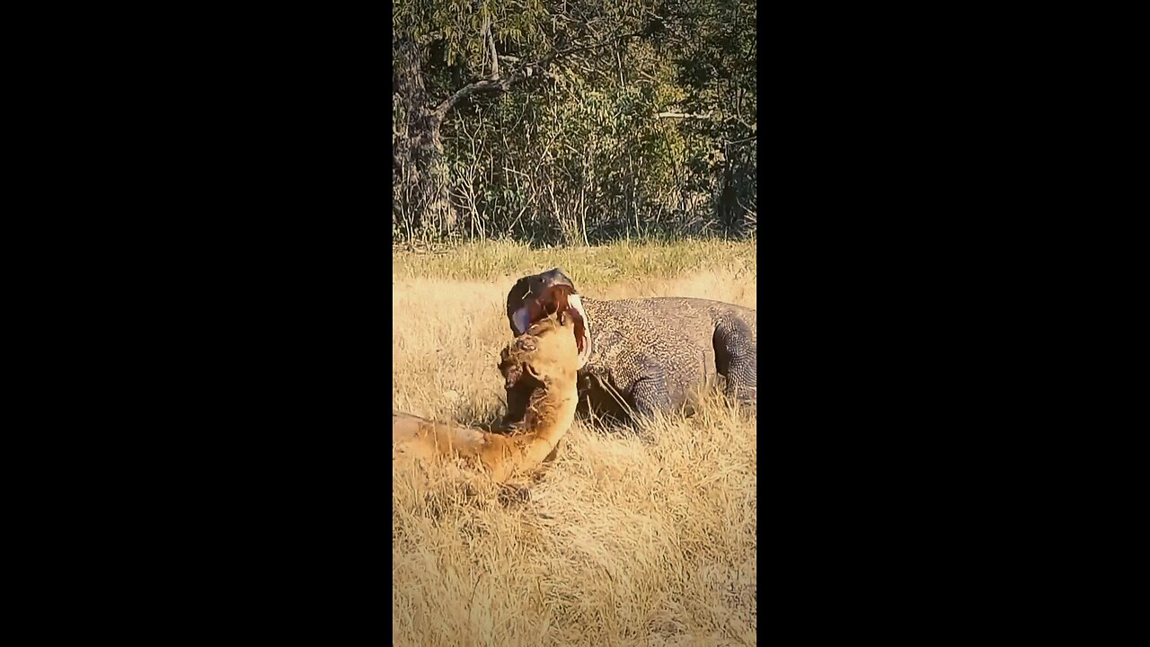 "Terrifying Jungle Encounter! 🦎 Giant Lizard Devours a Dead Deer"