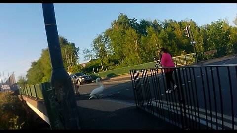 SWAN 🦢 CAUSES PANIC ON ROADS 🚗🚲🏍 AS LANDS ON BUSY AREA CAUSING TRAFFIC 🚦 JAM SEEN ON MY BIKE RIDE 🚲