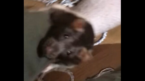 Everything You Need To Know About Fancy Rats