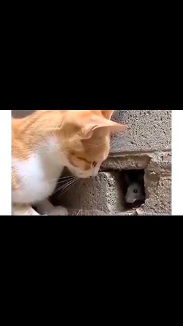 HOUSE CATS..!! COOL STUFF! "THE INSANE REFLEX SPEED OF CATS!" 😺