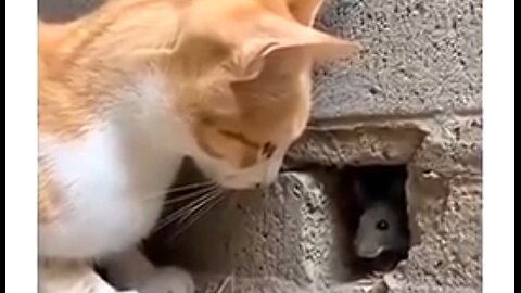 HOUSE CATS..!! COOL STUFF! "THE INSANE REFLEX SPEED OF CATS!" 😺