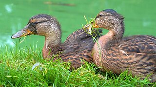 More of the Mother Hen and her 2 Ducklings