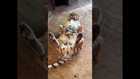 Big cats are just cats