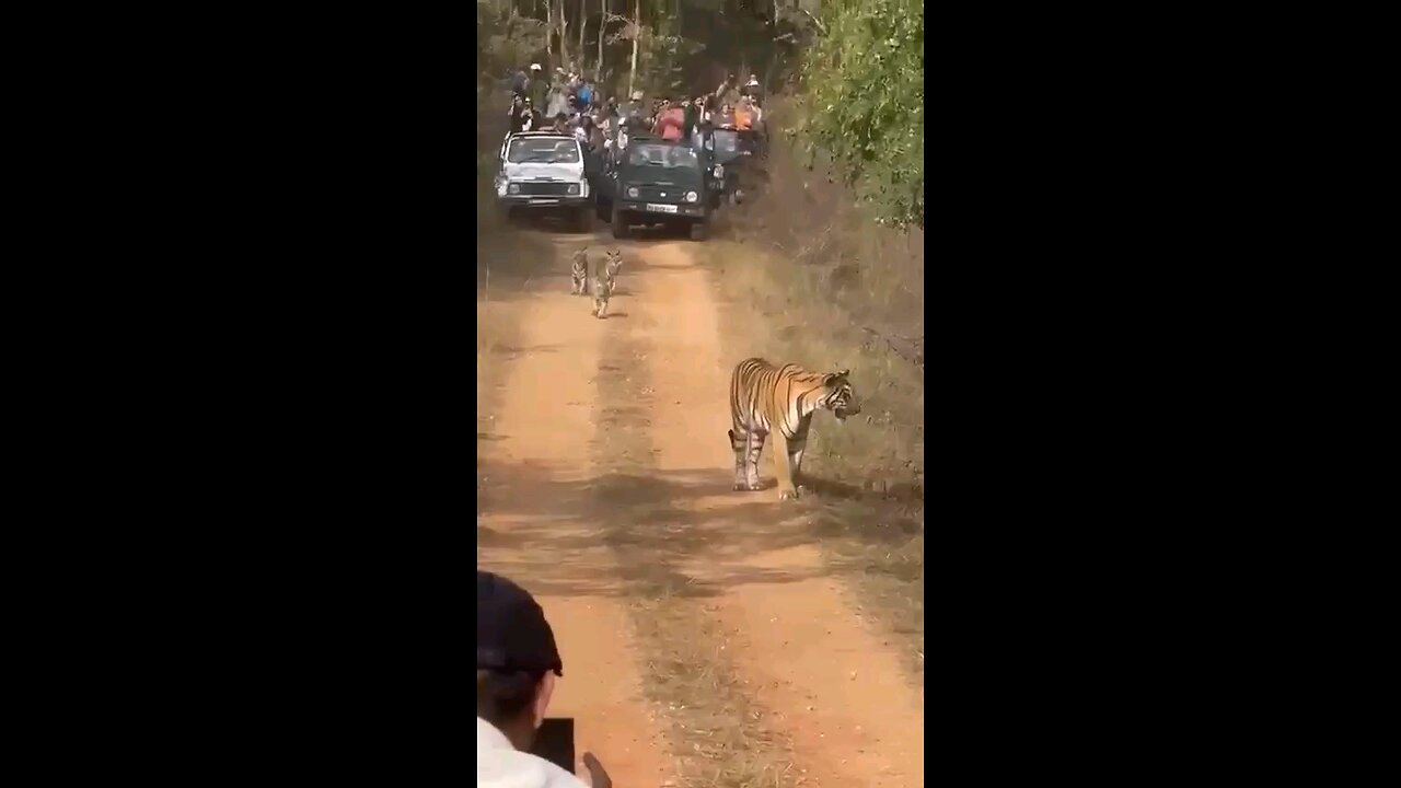 tiger in village