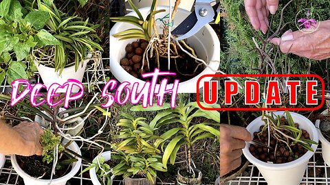 Orchid UPDATES | My Deep South Orchid Collection Clean Up Fall Prep & Chat #ninjaorchids