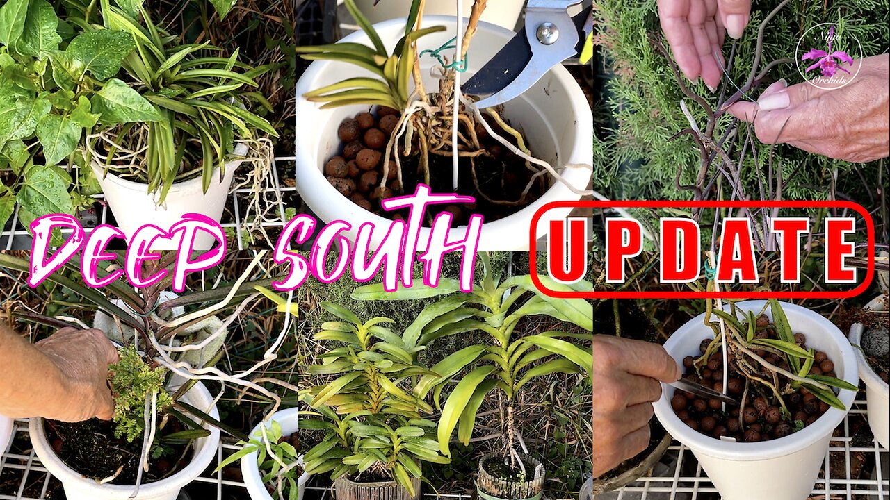 Orchid UPDATES | My Deep South Orchid Collection Clean Up Fall Prep & Chat #ninjaorchids