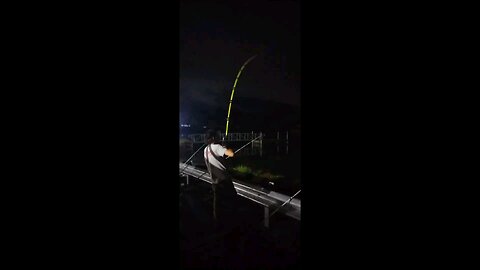 Turtles vs Catfish