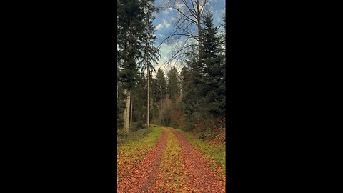 Short video of bird sounds in the forest