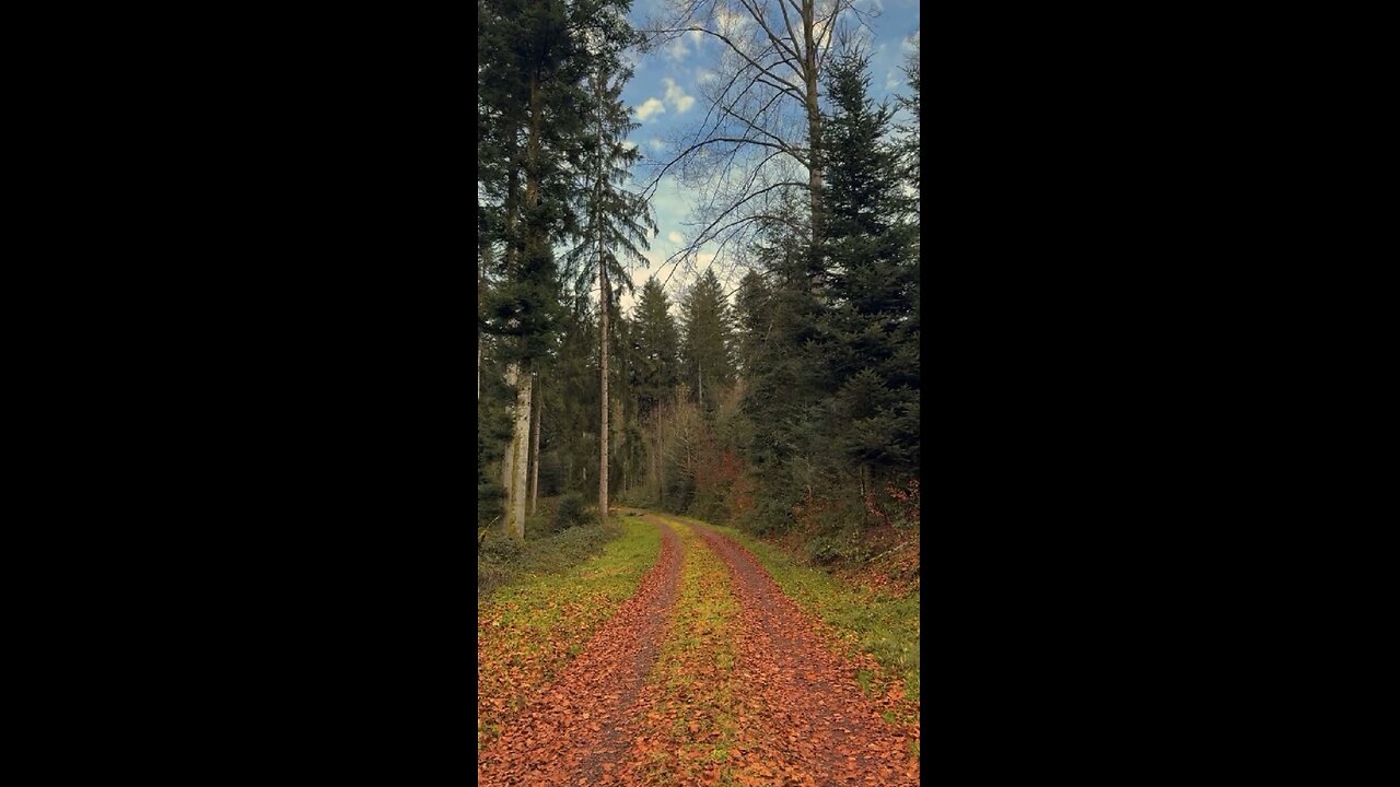Short video of bird sounds in the forest