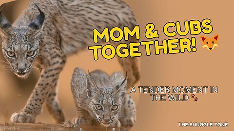Lynx Family Moment 🦊🌿 | Mother and Babies in Nature