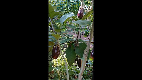 organic eggplant