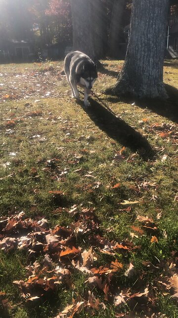 Tuesday October 28, Judah is a young Lion